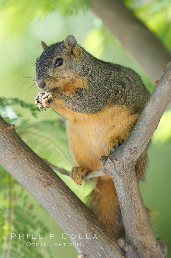 Eastern fox squirrel.  The eastern fox squirrel historically occur in the  eastern and central portions of North America, but have been introduced in the 1900's to urban areas in the western United States.  They are the largest of the North American squirrels, reaching 29 inches in length and up to 3 pounds.  They are generalist feeders with a diet that varies according to their habitat, including nuts, seed, bird eggs and chicks, frogs, flowers and agricultural crops. Los Angeles, California, USA, Sciurus niger, natural history stock photograph, photo id 18965