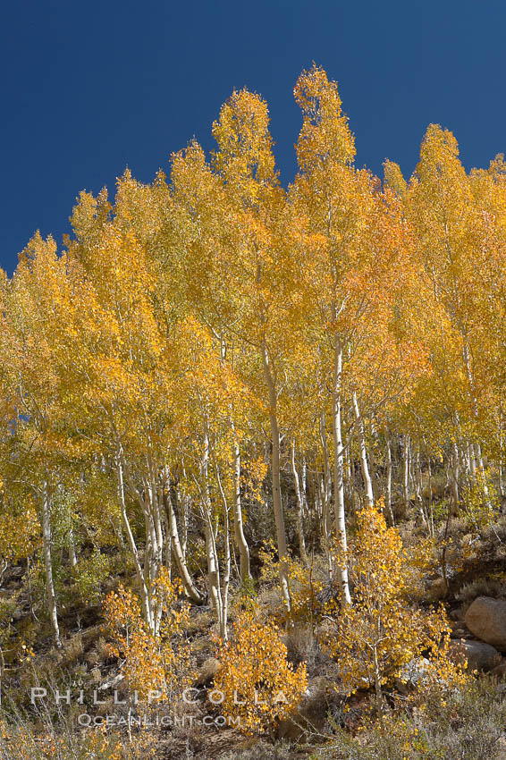 Aspen trees turn yellow and orange in early October, South Fork of Bishop Creek Canyon. Bishop Creek Canyon, Sierra Nevada Mountains, California, USA, Populus tremuloides, natural history stock photograph, photo id 17518