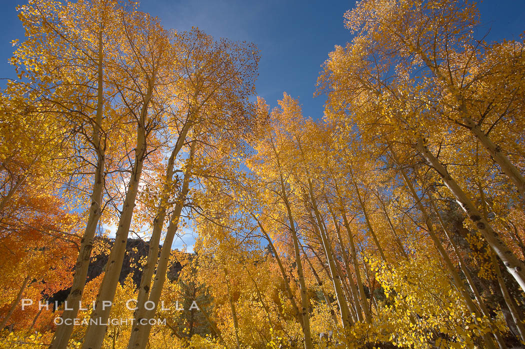 Quaking aspens turn yellow and orange as Autumn comes to the Eastern Sierra mountains, Bishop Creek Canyon. Bishop Creek Canyon, Sierra Nevada Mountains, California, USA, Populus tremuloides, natural history stock photograph, photo id 17526