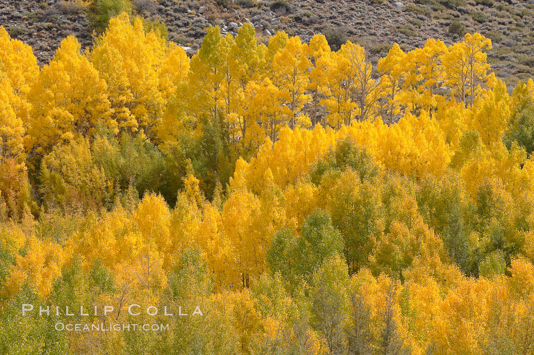 Aspen trees turn yellow and orange in early October, South Fork of Bishop Creek Canyon. Bishop Creek Canyon, Sierra Nevada Mountains, California, USA, Populus tremuloides, natural history stock photograph, photo id 17534