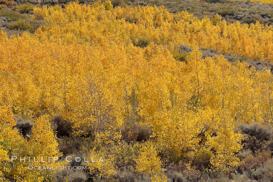 Aspen trees turn yellow and orange in early October, South Fork of Bishop Creek Canyon. Bishop Creek Canyon, Sierra Nevada Mountains, California, USA, Populus tremuloides, natural history stock photograph, photo id 17516