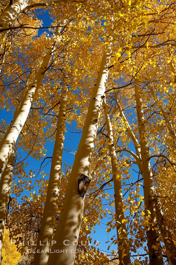 Aspen trees turn yellow and orange in early October, South Fork of Bishop Creek Canyon. Bishop Creek Canyon, Sierra Nevada Mountains, California, USA, Populus tremuloides, natural history stock photograph, photo id 17520