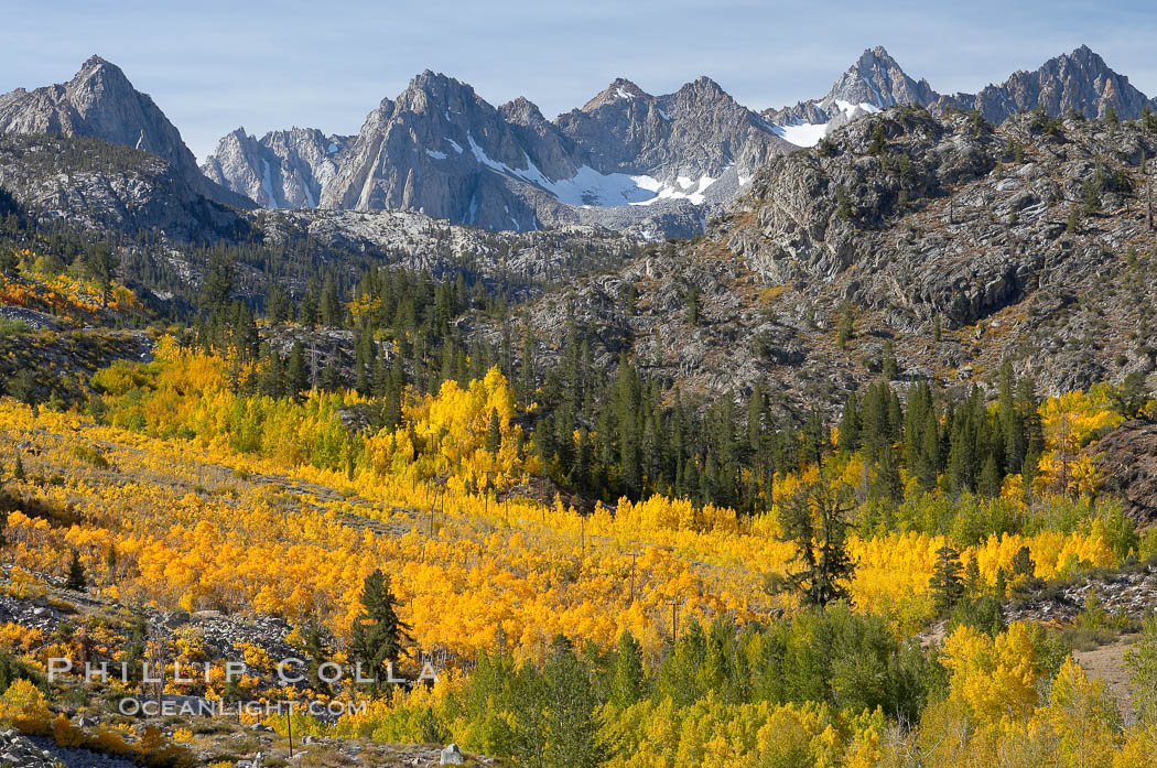 Aspen trees cover Bishop Creek Canyon above Aspendel. Bishop Creek Canyon, Sierra Nevada Mountains, California, USA, Populus tremuloides, natural history stock photograph, photo id 17528