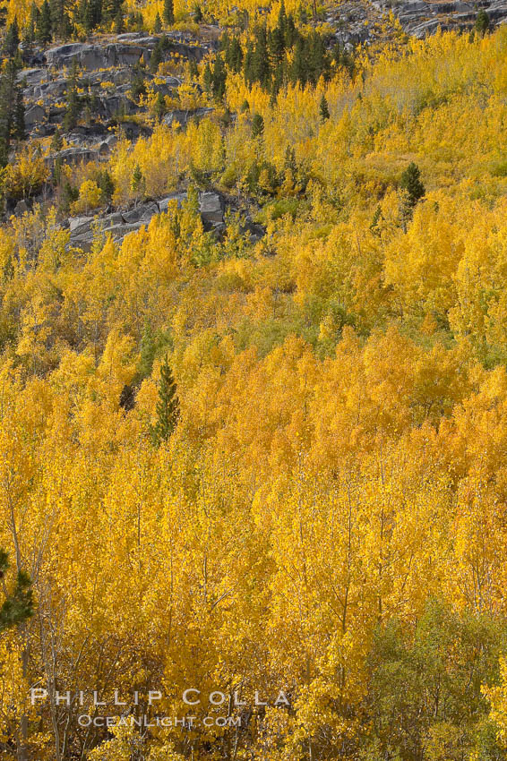 Aspen trees turn yellow and orange in early October, South Fork of Bishop Creek Canyon. Bishop Creek Canyon, Sierra Nevada Mountains, California, USA, Populus tremuloides, natural history stock photograph, photo id 17560