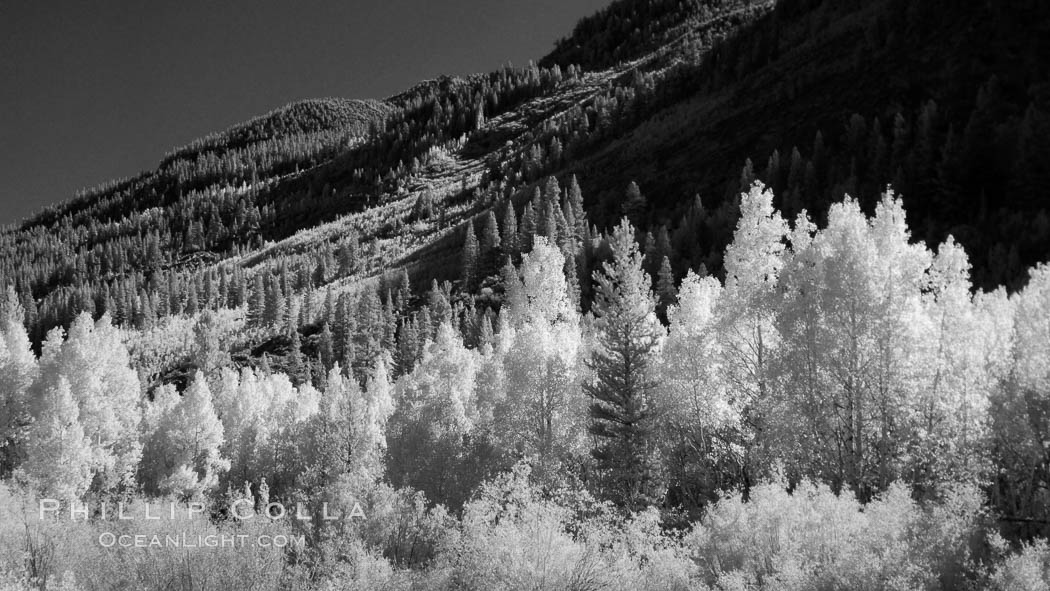 Aspen trees in fall, eastern Sierra fall colors, autumn. Bishop Creek Canyon, Sierra Nevada Mountains, Populus tremuloides, natural history stock photograph, photo id 23320