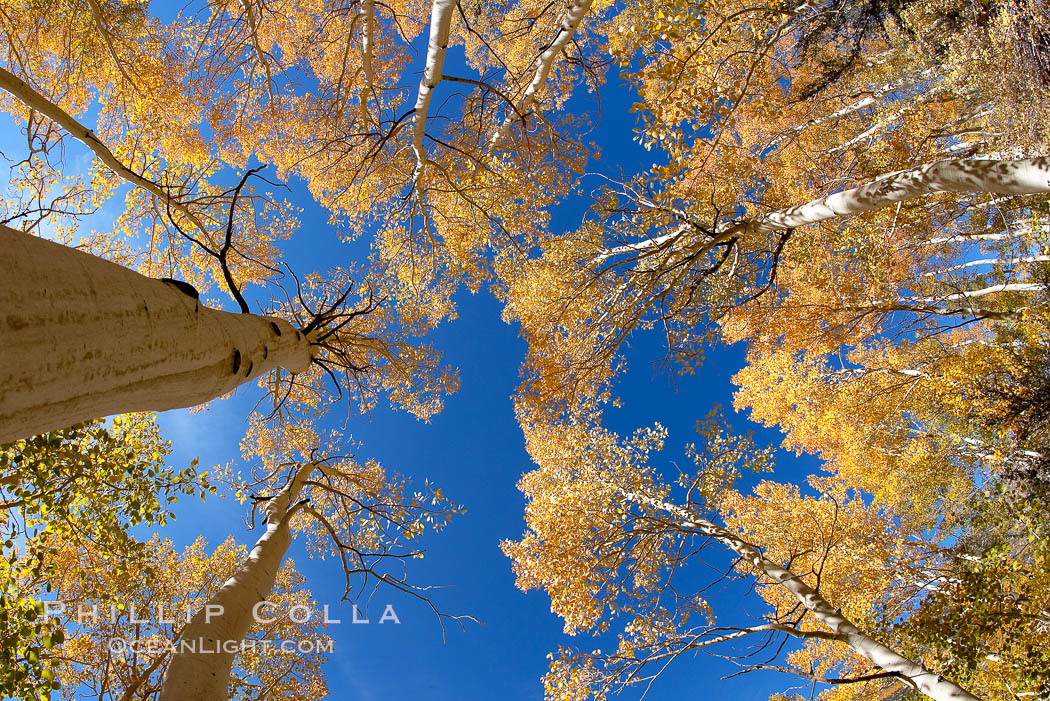 Quaking aspens turn yellow and orange as Autumn comes to the Eastern Sierra mountains, Bishop Creek Canyon. Bishop Creek Canyon, Sierra Nevada Mountains, California, USA, Populus tremuloides, natural history stock photograph, photo id 17499