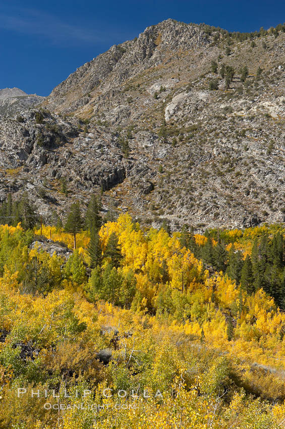 Aspen trees cover Bishop Creek Canyon above Aspendel. Bishop Creek Canyon, Sierra Nevada Mountains, California, USA, Populus tremuloides, natural history stock photograph, photo id 17515