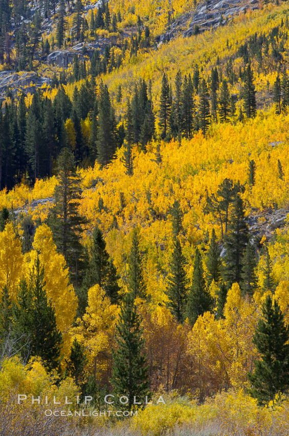 Aspen trees turn yellow and orange in early October, South Fork of Bishop Creek Canyon. Bishop Creek Canyon, Sierra Nevada Mountains, California, USA, Populus tremuloides, natural history stock photograph, photo id 17531