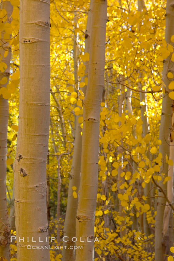 Quaking aspens turn yellow and orange as Autumn comes to the Eastern Sierra mountains, Bishop Creek Canyon. Bishop Creek Canyon, Sierra Nevada Mountains, California, USA, Populus tremuloides, natural history stock photograph, photo id 17555