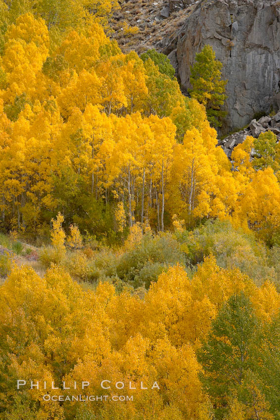 Aspen trees turn yellow and orange in early October, South Fork of Bishop Creek Canyon. Bishop Creek Canyon, Sierra Nevada Mountains, California, USA, Populus tremuloides, natural history stock photograph, photo id 17567
