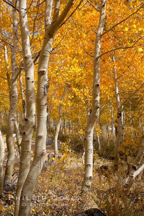 Aspen trees turn yellow and orange in early October, South Fork of Bishop Creek Canyon. Bishop Creek Canyon, Sierra Nevada Mountains, California, USA, Populus tremuloides, natural history stock photograph, photo id 17533