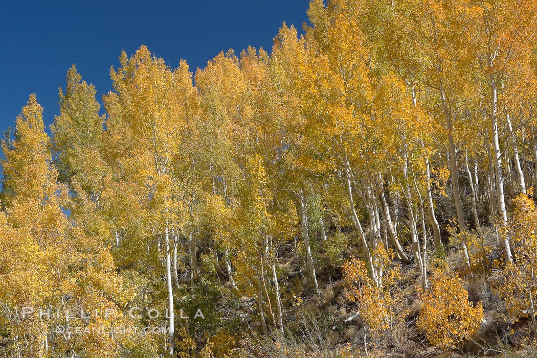 Aspen trees turn yellow and orange in early October, South Fork of Bishop Creek Canyon. Bishop Creek Canyon, Sierra Nevada Mountains, California, USA, Populus tremuloides, natural history stock photograph, photo id 17550