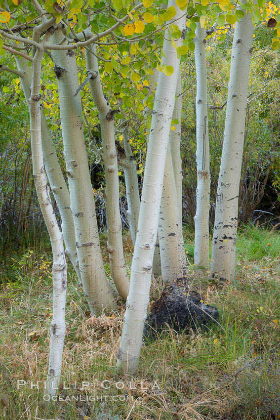 Aspen trees in autumn, fall colors, eastern Sierra Nevada. Bishop Creek Canyon Sierra Nevada Mountains, California, USA, Populus tremuloides, natural history stock photograph, photo id 26082
