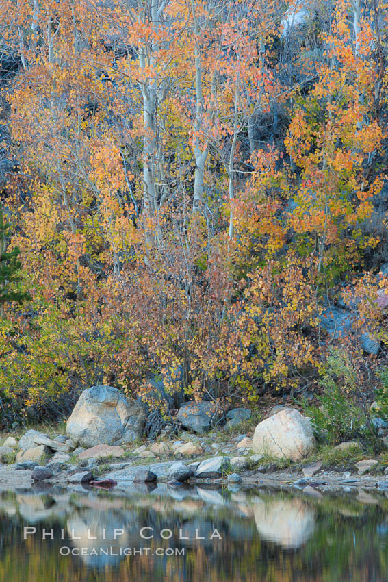 Aspen trees in autumn, fall colors, eastern Sierra Nevada. Bishop Creek Canyon Sierra Nevada Mountains, California, USA, Populus tremuloides, natural history stock photograph, photo id 26080