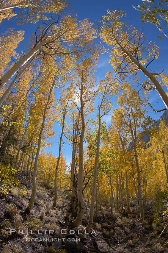 Aspen trees turn yellow and orange in early October, South Fork of Bishop Creek Canyon. Bishop Creek Canyon, Sierra Nevada Mountains, California, USA, Populus tremuloides, natural history stock photograph, photo id 17519