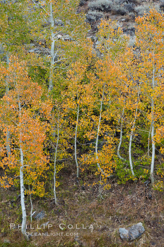 Aspen trees in autumn, fall colors, eastern Sierra Nevada, Populus tremuloides, Bishop Creek Canyon Sierra Nevada Mountains