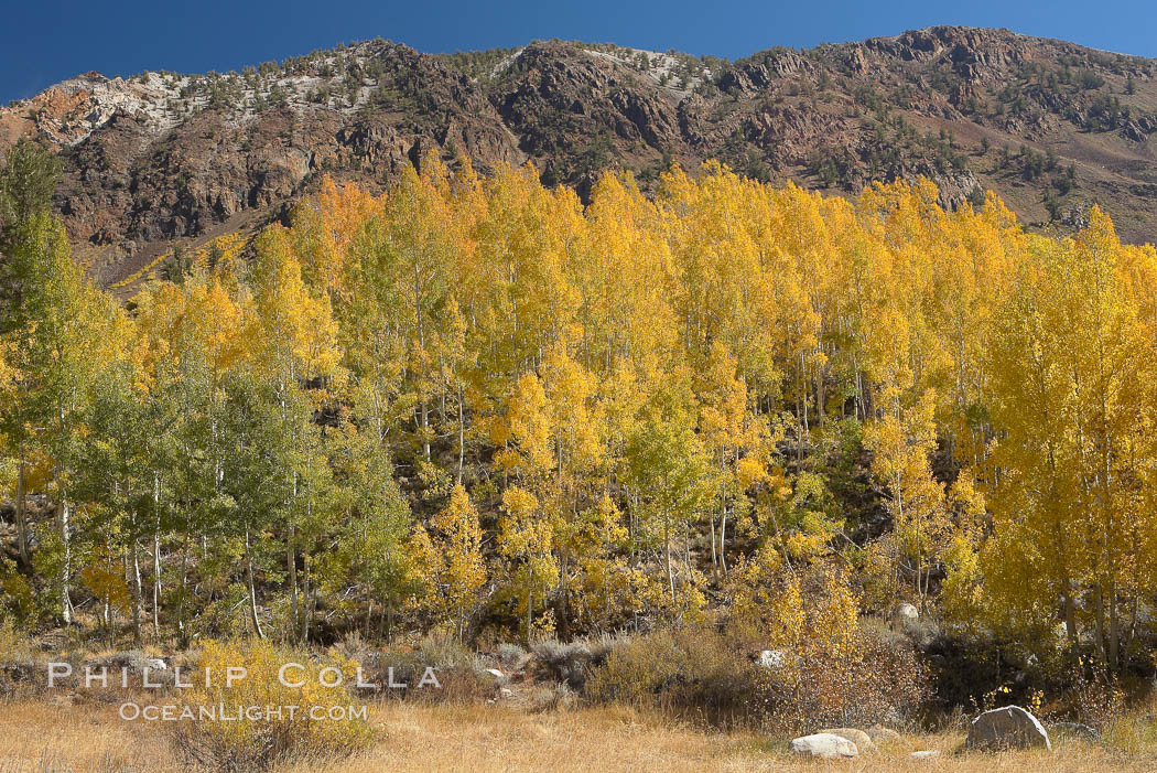 Aspen trees turn yellow and orange in early October, South Fork of Bishop Creek Canyon. Bishop Creek Canyon, Sierra Nevada Mountains, California, USA, Populus tremuloides, natural history stock photograph, photo id 17517