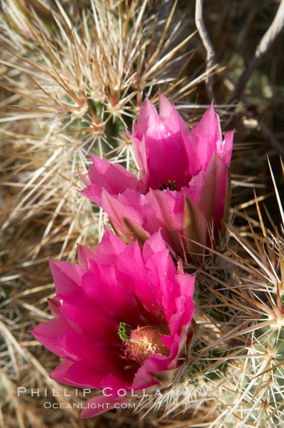Hedgehog cactus blooms in spring. Anza-Borrego Desert State Park, Borrego Springs, California, USA, Echinocereus engelmannii, natural history stock photograph, photo id 11584