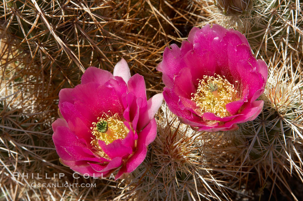 Hedgehog cactus blooms in spring. Joshua Tree National Park, California, USA, Echinocereus engelmannii, natural history stock photograph, photo id 11940