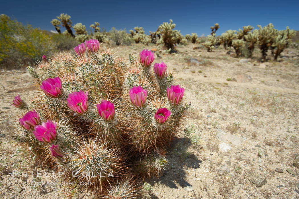 Hedgehog cactus blooms in spring. Joshua Tree National Park, California, USA, Echinocereus engelmannii, natural history stock photograph, photo id 11949