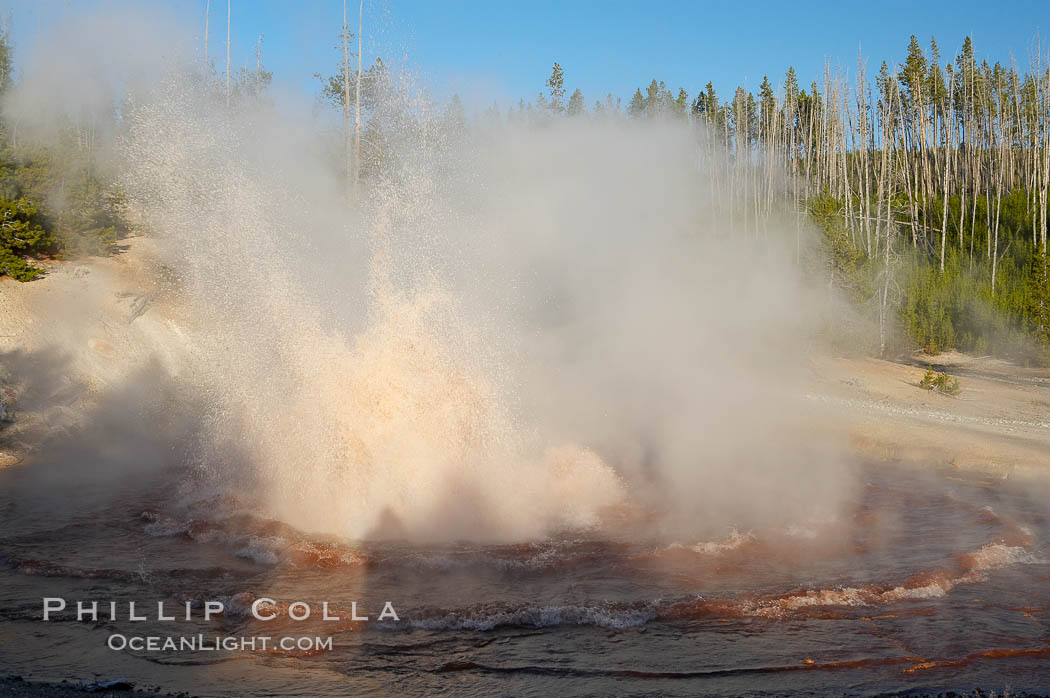 Echinus Geyser erupts at sunset.  Echinus Geyser reaches heights of 40 to 60 feet.  Echinus Geyser was quite predictable until 1998 when something changed in its plumbing, and it now is irregular and erupts less often. Norris Geyser Basin, Yellowstone National Park, Wyoming, USA, natural history stock photograph, photo id 13470