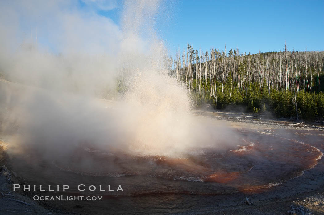 Echinus Geyser erupts at sunset.  Echinus Geyser reaches heights of 40 to 60 feet.  Echinus Geyser was quite predictable until 1998 when something changed in its plumbing, and it now is irregular and erupts less often. Norris Geyser Basin, Yellowstone National Park, Wyoming, USA, natural history stock photograph, photo id 13474
