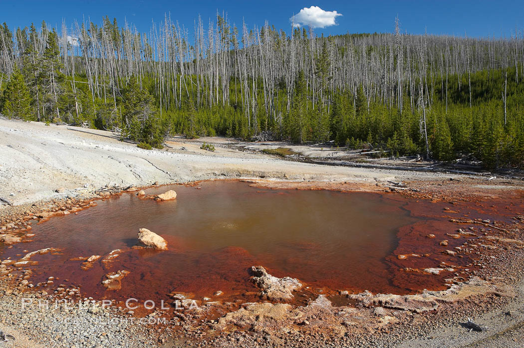 Echinus Geyser just prior to eruption, notice that its pool is full to overflowing. Norris Geyser Basin, Yellowstone National Park, Wyoming, USA, natural history stock photograph, photo id 13471