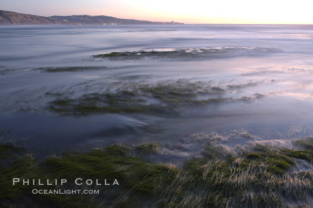 Eel grass sways in the waves at extreme low tide, the lights of La Jolla are visible in the distance.  San Diego. Torrey Pines State Reserve, California, USA, natural history stock photograph, photo id 14733