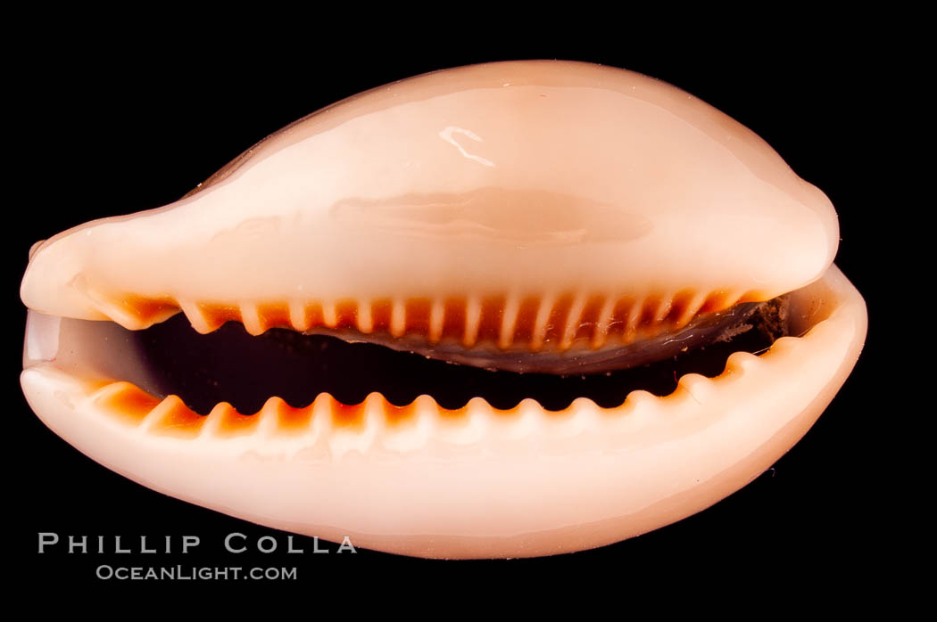 Egg Cowrie., Cypraea ovum, natural history stock photograph, photo id 08178