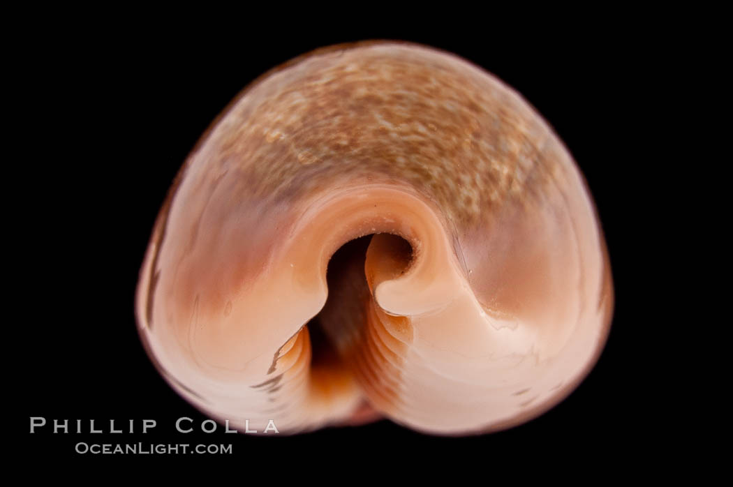 Egg Cowrie., Cypraea ovum, natural history stock photograph, photo id 08238