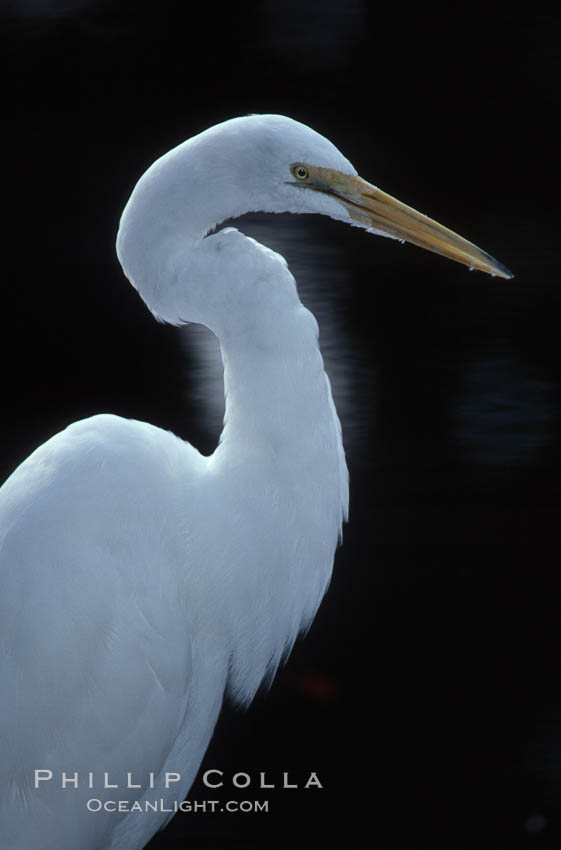 Egret. Homosassa River, Florida, USA, natural history stock photograph, photo id 05838