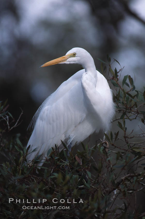 Egret. Homosassa River, Florida, USA, natural history stock photograph, photo id 05844