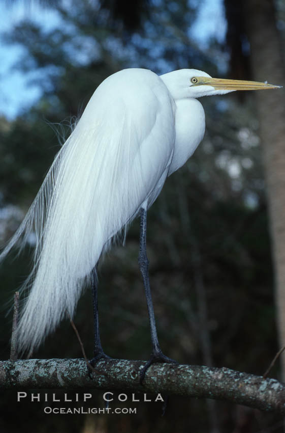 Egret. Homosassa River, Florida, USA, natural history stock photograph, photo id 05839