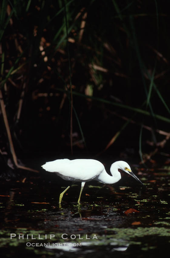Egret. Homosassa River, Florida, USA, natural history stock photograph, photo id 05843