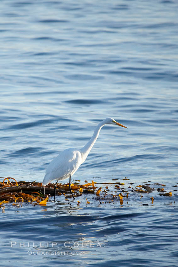 Egret. Monterey, California, USA, natural history stock photograph, photo id 14919