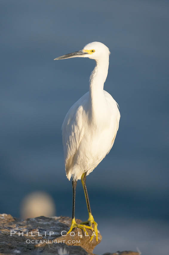 Snowy egret.  The snowy egret can be found in marshes, swamps, shorelines, mudflats and ponds.  The snowy egret eats shrimp, minnows and other small fish,  crustaceans and frogs.  It is found on all coasts of North America and, in winter, into South America. La Jolla, California, USA, Egretta thula, natural history stock photograph, photo id 15294