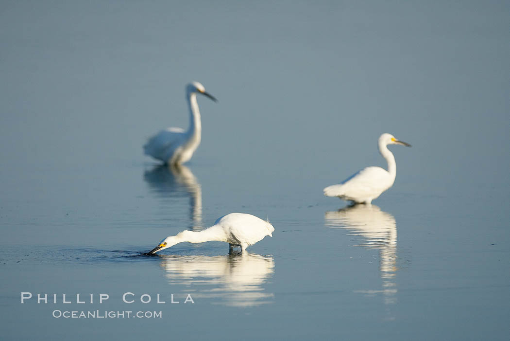 Snowy egret wading, foraging for small fish in shallow water. San Diego Bay National Wildlife Refuge, California, USA, Egretta thula, natural history stock photograph, photo id 17450