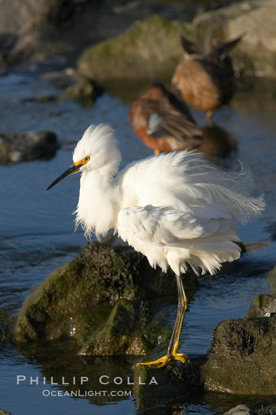 Snowy egret. Upper Newport Bay Ecological Reserve, Newport Beach, California, USA, Egretta thula, natural history stock photograph, photo id 15668