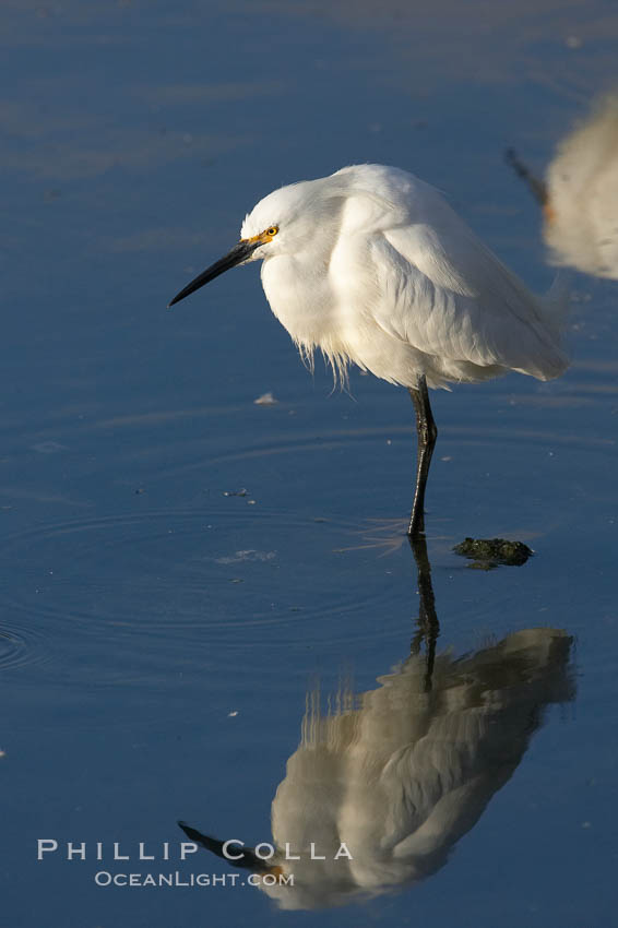 Snowy egret. Upper Newport Bay Ecological Reserve, Newport Beach, California, USA, Egretta thula, natural history stock photograph, photo id 15671