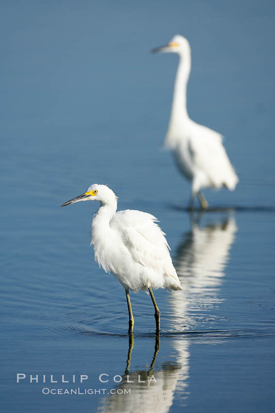 Snowy egret wading, foraging for small fish in shallow water. San Diego Bay National Wildlife Refuge, California, USA, Egretta thula, natural history stock photograph, photo id 17447