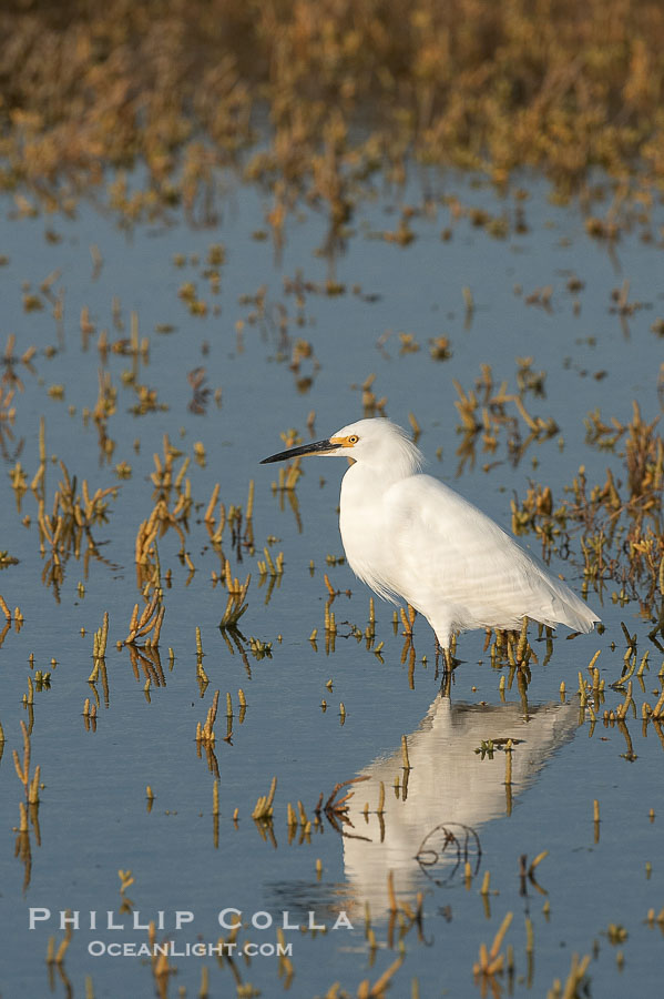 Snowy egret wading, foraging for small fish in shallow water., Egretta thula, natural history stock photograph, photo id 17453