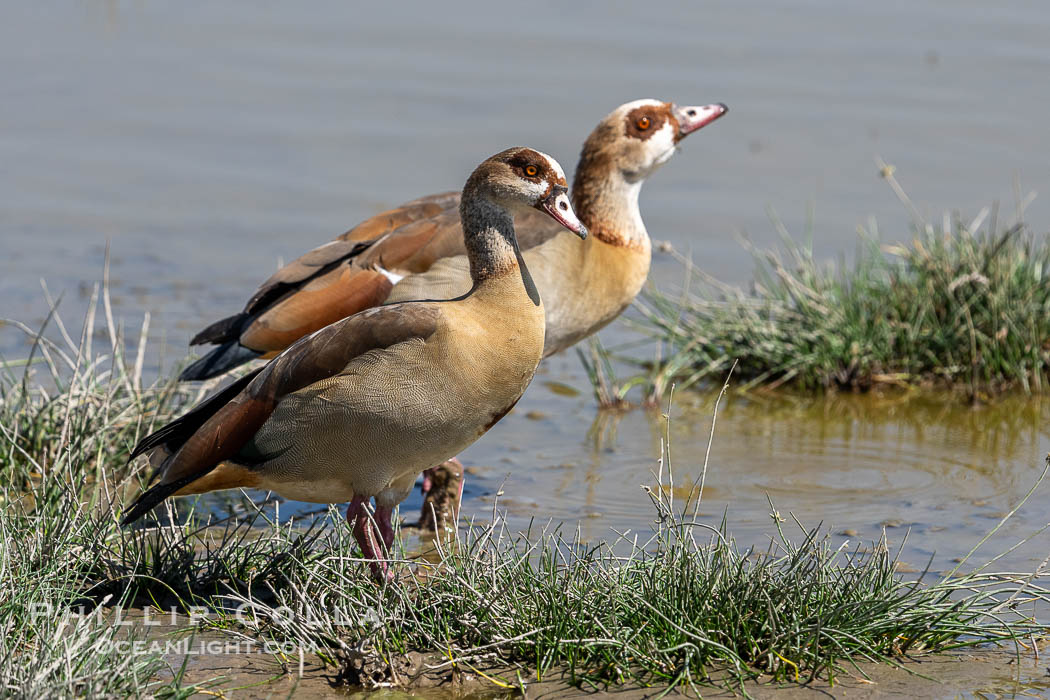 Egyptian Goose, Alopochen aegyptiaca, Amboseli National Park., Alopochen aegyptiaca, natural history stock photograph, photo id 39739