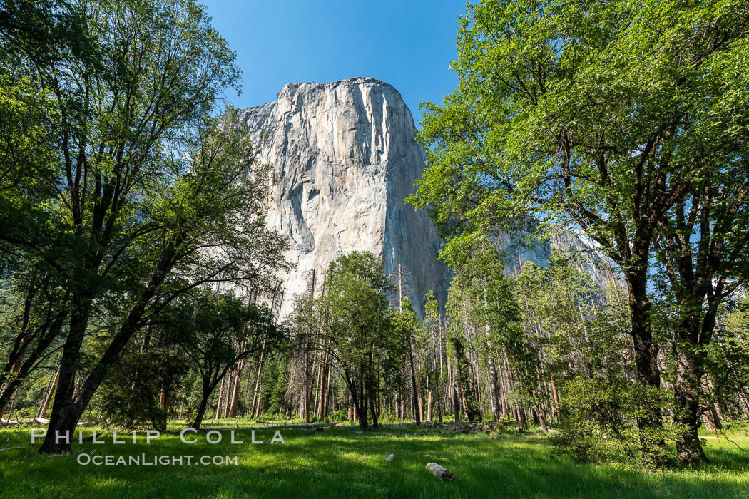 El Capitan and Oak Trees, Yosemite National Park. California, USA, natural history stock photograph, photo id 36376