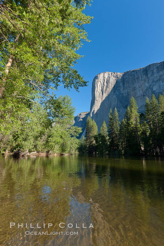 El Capitan reflected in the Merced River. Yosemite National Park, California, USA, natural history stock photograph, photo id 26871