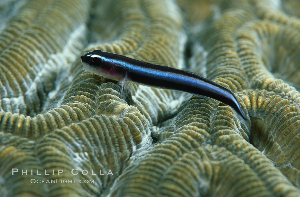 Neon goby. Roatan, Honduras, Elacatinus oceanops, natural history stock photograph, photo id 05218