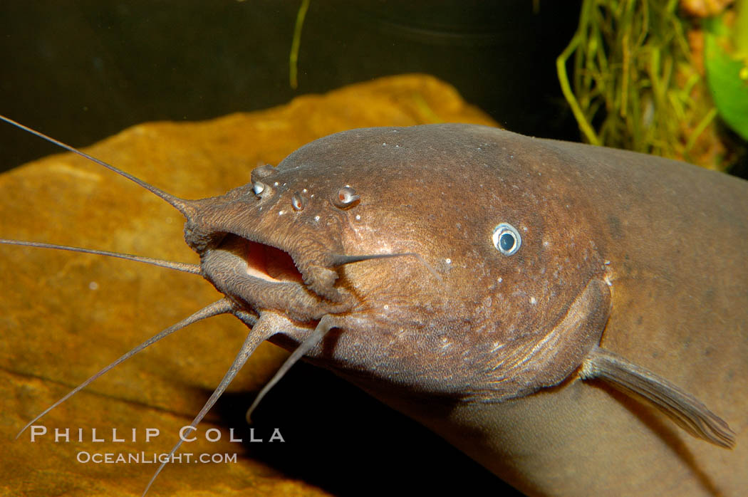 Electric catfish, native to Africa., Malapterurus electricus, natural history stock photograph, photo id 09815