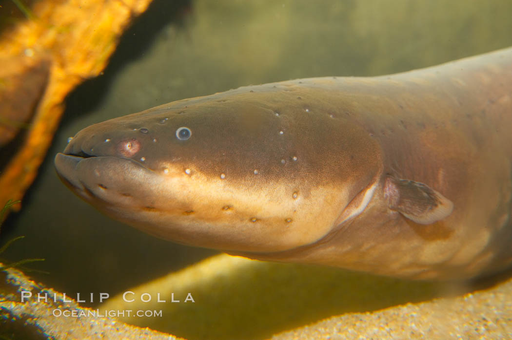 Electric eel.  Like other members of the South American knifefish family, the electric eel relies on electrolocation to navigate in find food in murky water.  However, its electric organs are more powerful than its relatives, allowing it to produce sufficiently high voltage pulses to stun predators and prey., Electrophorus electricus, natural history stock photograph, photo id 13989