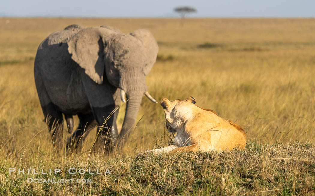 Elephant Intimidates Lion Masai Mara. Maasai Mara National Reserve, Kenya, Panthera leo, natural history stock photograph, photo id 39746