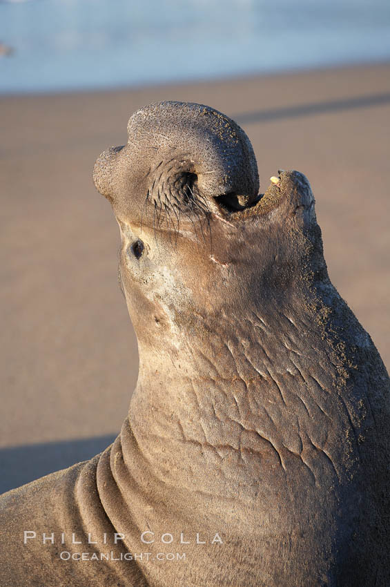 Bull elephant seal, adult male, bellowing. Its huge proboscis is characteristic of male elephant seals. Scarring from combat with other males.  Central California. Piedras Blancas, San Simeon, USA, Mirounga angustirostris, natural history stock photograph, photo id 15510