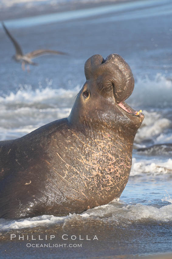 Bull elephant seal in surf, adult male, bellowing. Its huge proboscis is characteristic of male elephant seals. Scarring from combat with other males.  Central California. Piedras Blancas, San Simeon, USA, Mirounga angustirostris, natural history stock photograph, photo id 15436